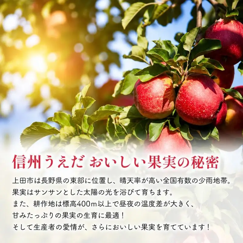 訳あり りんご JA信州うえだ 合戦りんご サンふじ 約5kg（10玉～20玉） リンゴ 林檎 ふじ 果物 くだもの フルーツ 信州 長野 離乳食 訳アリ わけあり 傷