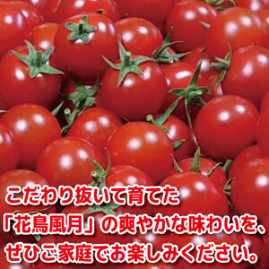 【2027年3月発送】 ミニトマト 花鳥風月 国産 1kg ミニトマト