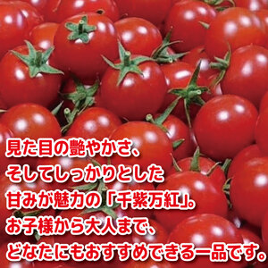 【2027年3月発送】 ミニトマト 千紫万紅 国産 1kg ミニトマト