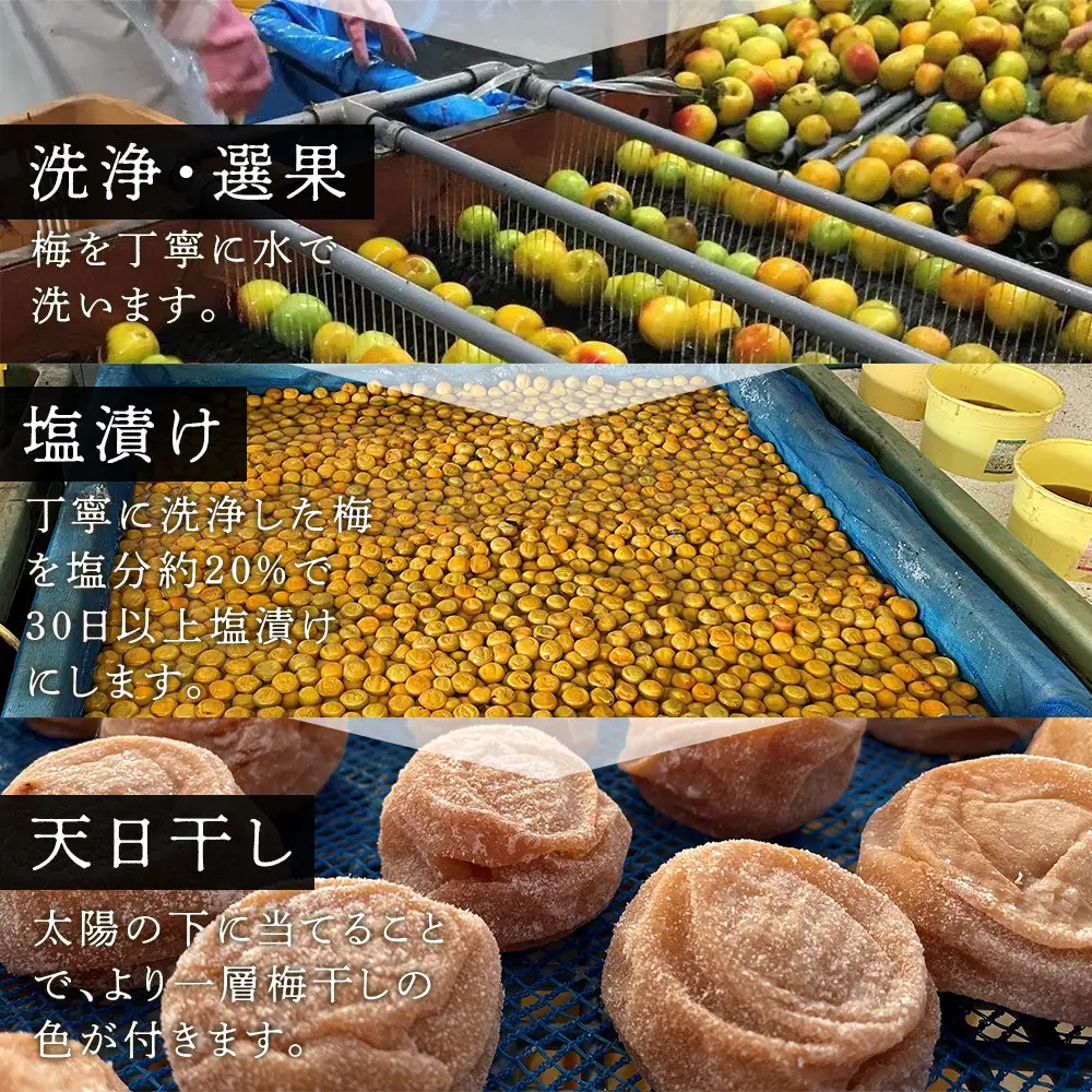 【定期便（2月・6月・10月）全3回お届け】 紀州南高梅使用 しそ仕込み完熟梅干し 無選別1kg ［TM214］