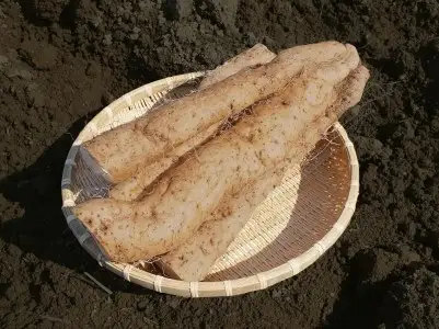 MS-05　大山産自然薯 350g