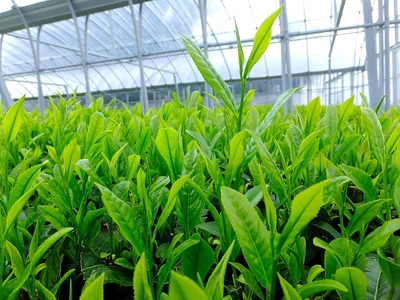 【新茶 5本】先行予約 2027年度産 新茶 5本 お茶 静岡 日本茶 飲料  茶葉 小栗農園 牧之原市 静岡県