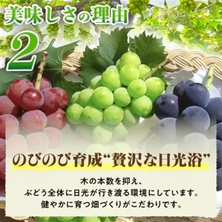 2026年発送  朝もぎ直送!!過保護に育った葡萄ぶどう『おまかせ3種』3～6房(約2kg)【配送不可地域：離島】【1643715】