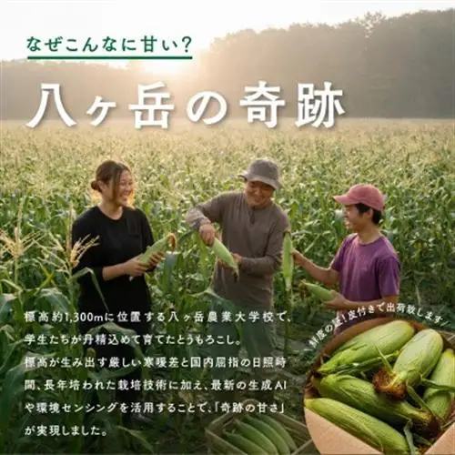 【2026年先行予約】朝採れ直送 フルーツのような甘さ『皮付き』生とうもろこし10本【配送不可地域：離島】【1643138】
