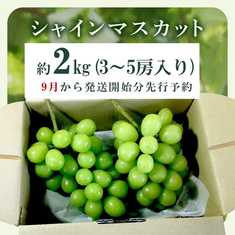 シャインマスカット(ぶどう)約2kg＜2026年9月から発送開始分先行予約＞【C-177】