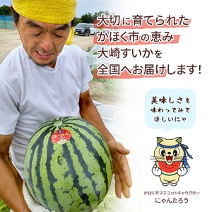 ＜2027年収穫分 先行予約＞大崎すいか 1箱（大2玉入り）| すいか 甘い