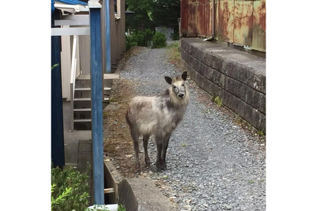 【気仙沼ニッティング】 ニットバッグ カモシカ 