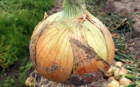 淡路島玉葱　10kg　◆配送５月中旬～翌年２月末頃