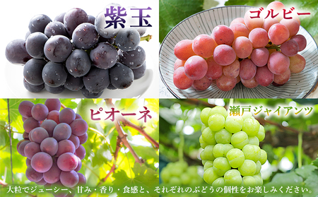 ＜西予の極上ぶどう極み彩り 約2kg＞ 果物 くだもの フルーツ ぶどう 葡萄 ブドウ 7種 詰め合わせ 食べ比べ 藤稔 瀬戸ジャイアンツ ゴルビー ピオーネ 紫玉 特産品 ファームNINOMIYA 愛媛県 西予市【冷蔵】『2026年8月中旬～9月中旬迄に順次出荷予定』 UFM0005