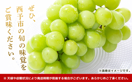 ＜シャインマスカット 約2kg＞ 果物 くだもの フルーツ ぶどう 葡萄 ブドウ シャインマスカット しゃいんますかっと 4～5房 大粒 糖度 極上 種なし 甘い 皮ごと 特産品 ファームNINOMIYA 愛媛県 西予市【冷蔵】『2026年8月下旬～9月中旬迄に順次出荷予定』UFM0006