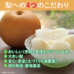 【数量限定】もぎりたての梨！3kg！一番旬の品種をお届け！（幸水・豊水・秋月・新高いずれか1品種）【茨城県共通返礼品/石岡市】（KR-3）