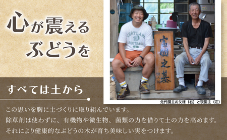 【先行受付2026年発送】標高750mで育ったクリスマスシャインマスカット1キロ以上（2～3房） ｜鐘美館　※2026年12月22日発送