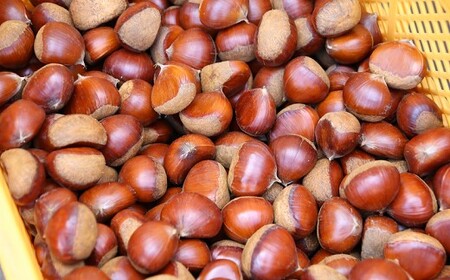 やさい畑の美味しい栗 3kg  《9月下旬-10月上旬頃出荷》