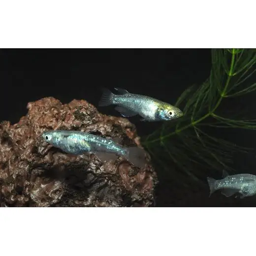 メダカ「緑光」1ペア