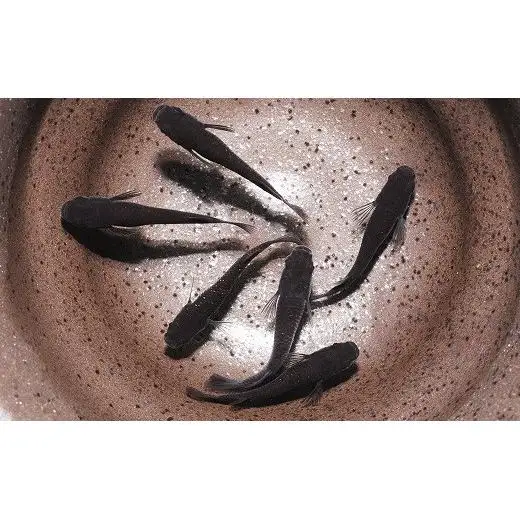 メダカ「オロチラメ」3ペア