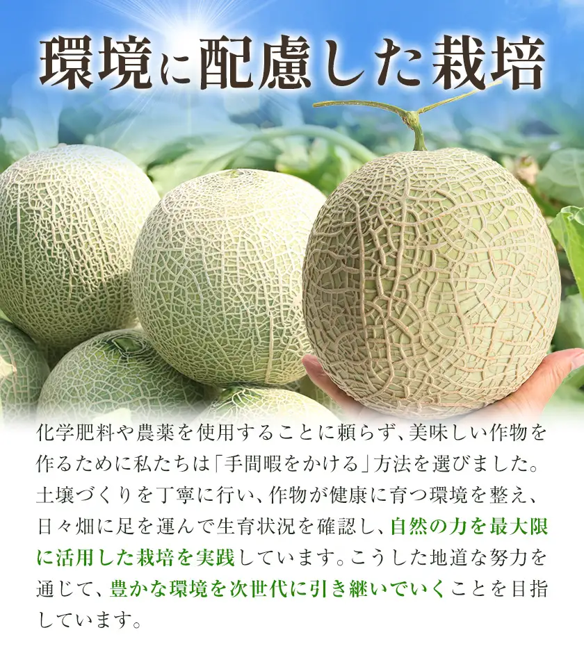 アールスメロン 2玉 Lサイズ メロン《9月上旬-12月上旬頃出荷》熊本県 菊池市 果物 フルーツ 青果物 菊池市産 熊本県産 九州産 国産 送料無料