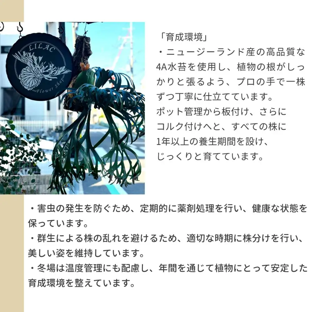 ビカクシダ(コウモリラン)ホワイトホーク P. willinckii white hawk spore