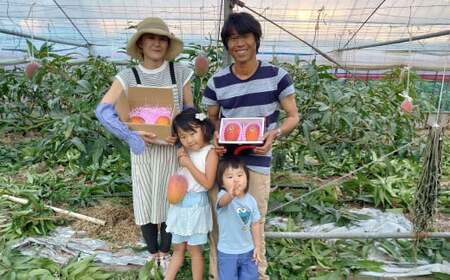 熊本県産 完熟 マンゴー （化粧箱入） 2L（3玉入） 熊本マンゴー フルーツ 国産 果物 【2026年7月上旬～8月下旬迄順次発送予定】