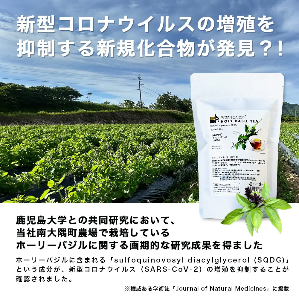ホーリーバジル茶（30g×1個）　BF-8｜国産 ノンカフェインホーリーバジル 茶 ハーブティー リラックス ボタニカノン BOTANICANON ケミカルフリー 鹿児島県 南大隅町 ボタニカルファクトリー