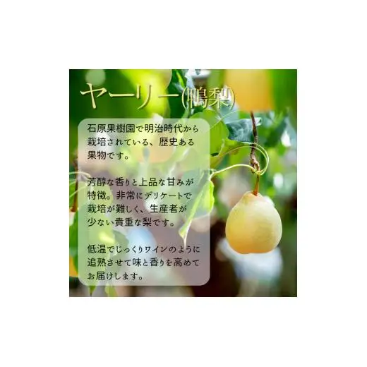 備前乙女梨 3kg箱 赤秀 5～6玉入り 【先行予約 2026年11月中旬から順次発送】
