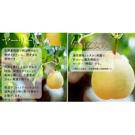 詰め合わせ 4kg箱 赤秀 横綱梨2玉(1～1.5kg玉)・乙女梨4～6玉 【先行予約 2026年11月中旬から順次発送】
