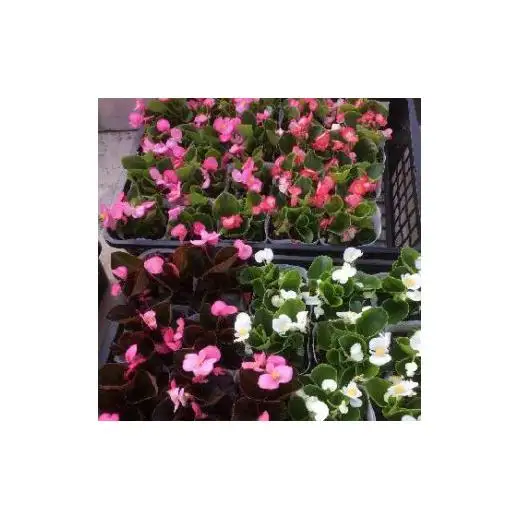 季節の花苗おまかせセット