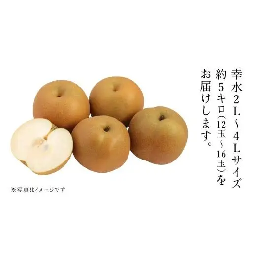 茨城県産 梨 幸水 サイズ おまかせ （2L～ 4L ） 5kg（ 12～16玉 ）【2026年8月中旬発送開始】 (茨城県共通返礼品：大子町)