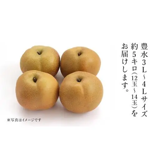 茨城県産 梨 豊水 サイズ おまかせ （ 3L～4L ） 5kg （ 12～14玉 ） 【2026年9月上旬発送開始】 (茨城県共通返礼品：大子町)