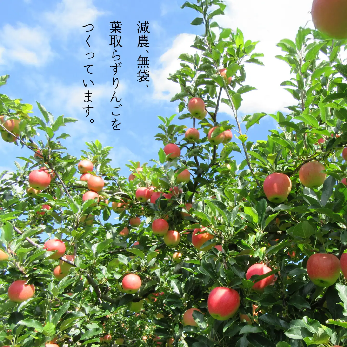 八戸産 岩舘りんご園の小瓶りんごジュースセット 180ml×6本 青森県 八戸市