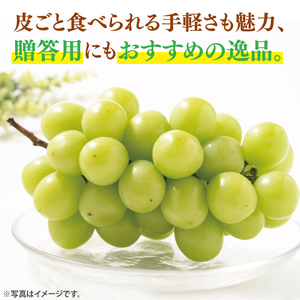 【9月中旬より順次発送】糖度に驚く、贅沢な甘み！水戸市産シャインマスカット ２房 約1kg～1.3kg(NL-1)
