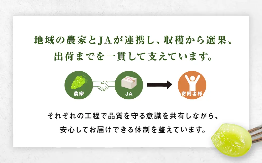 長崎県産 シャインマスカット 約1.2kg ぶどう フルーツ【2026年8月下旬～9月下旬迄発送予定】