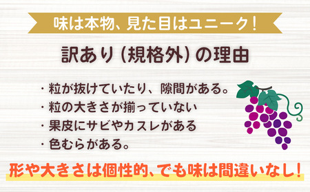 【先行受付2026年発送】わけありシャインマスカット約1.1kg（2～3房）｜清水農園 ※2026年9月上旬以降順次発送予定※月曜日、金曜日の発送はお休み