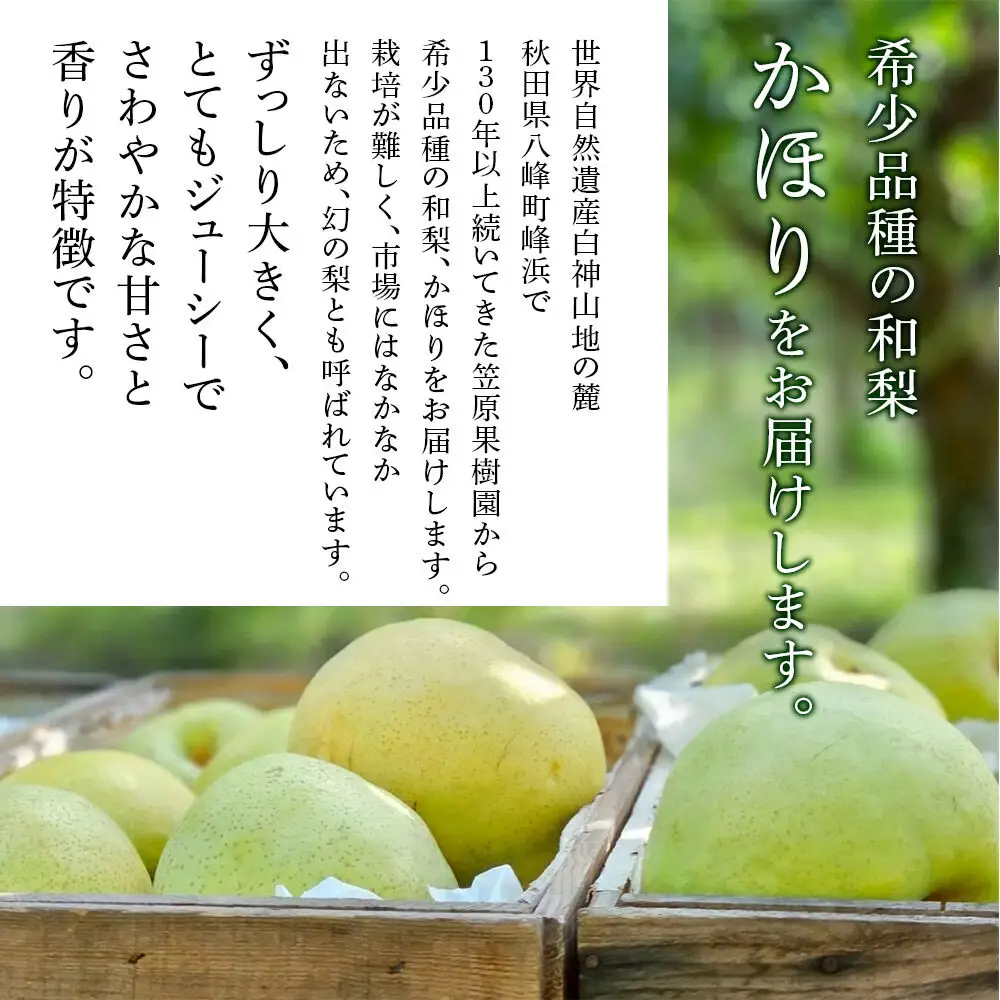 【10月発送 先行受付】梨 かほり 3kg 白神山地の麓 峰浜の梨 笠原果樹園