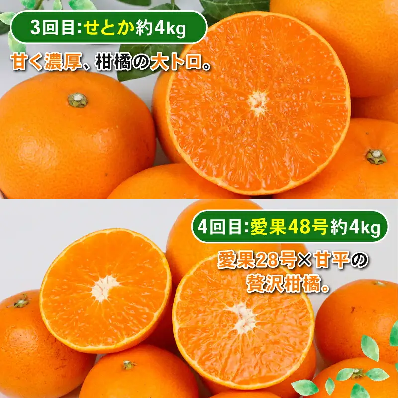 季節の 愛媛みかん 4回定期便 Shirai.agrifarm 愛果28号 まどんな 【紅まどんな と同品種】 甘平 せとか 愛果48号 B090-115010