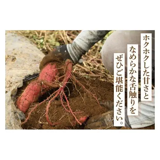 さつまいも くりかぐや 5kg 甘藷 先行予約 甘い さつま芋 サツマイモ 薩摩芋 栗かぐや 生芋 ほくほく 茨城県産 茨城県 阿見町【2026年12月上旬より順次発送予定】(90-01)