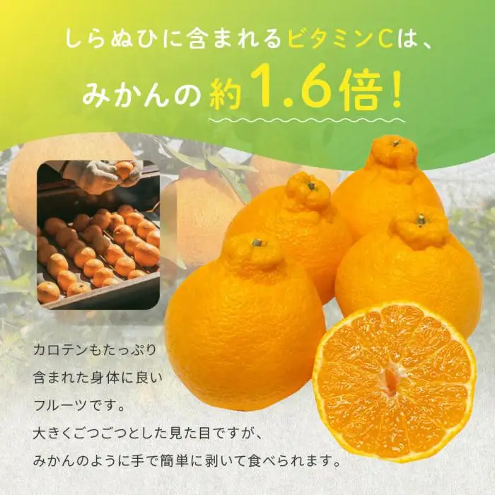 越冬完熟しらぬひ 1.4kg 3月上旬～｜みかん 柑橘 しらぬい 不知火 しらぬい 尾道市
