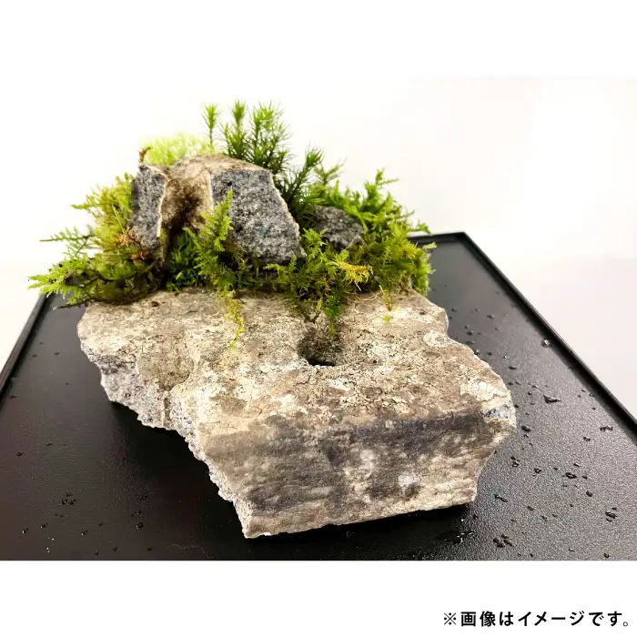 苔のしずく【 苔 こけ テラリウム 飾り インテリア お洒落 唯一無二 自然 】