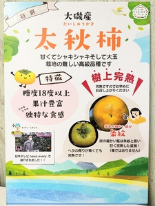 【特選★糖度18度以上】大磯の大玉柿『太秋』3個入り（約1kg）〈出荷時期:2026年10月中旬～2026年11月中旬〉【 神奈川県 大磯町 】