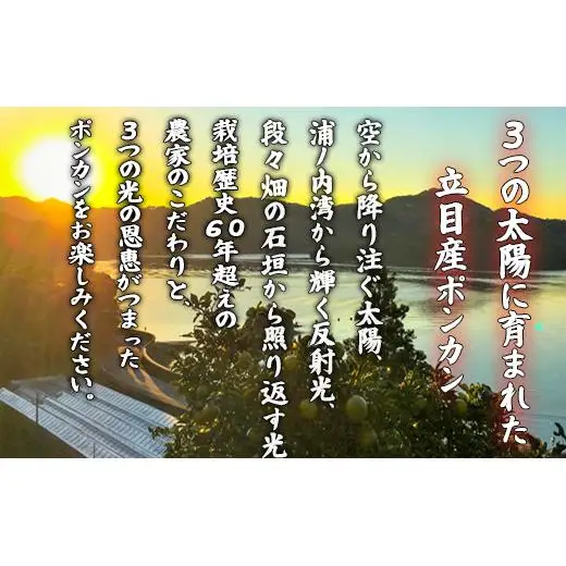 【 ぽんかん 】 ぽんかん 秀品 早期予約 5kg