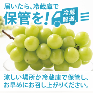 【2026年9月上旬～10月中旬発送】シャインマスカット家庭用約３kg（4～7房）【茨城県共通返礼品/石岡市】（MF-10）