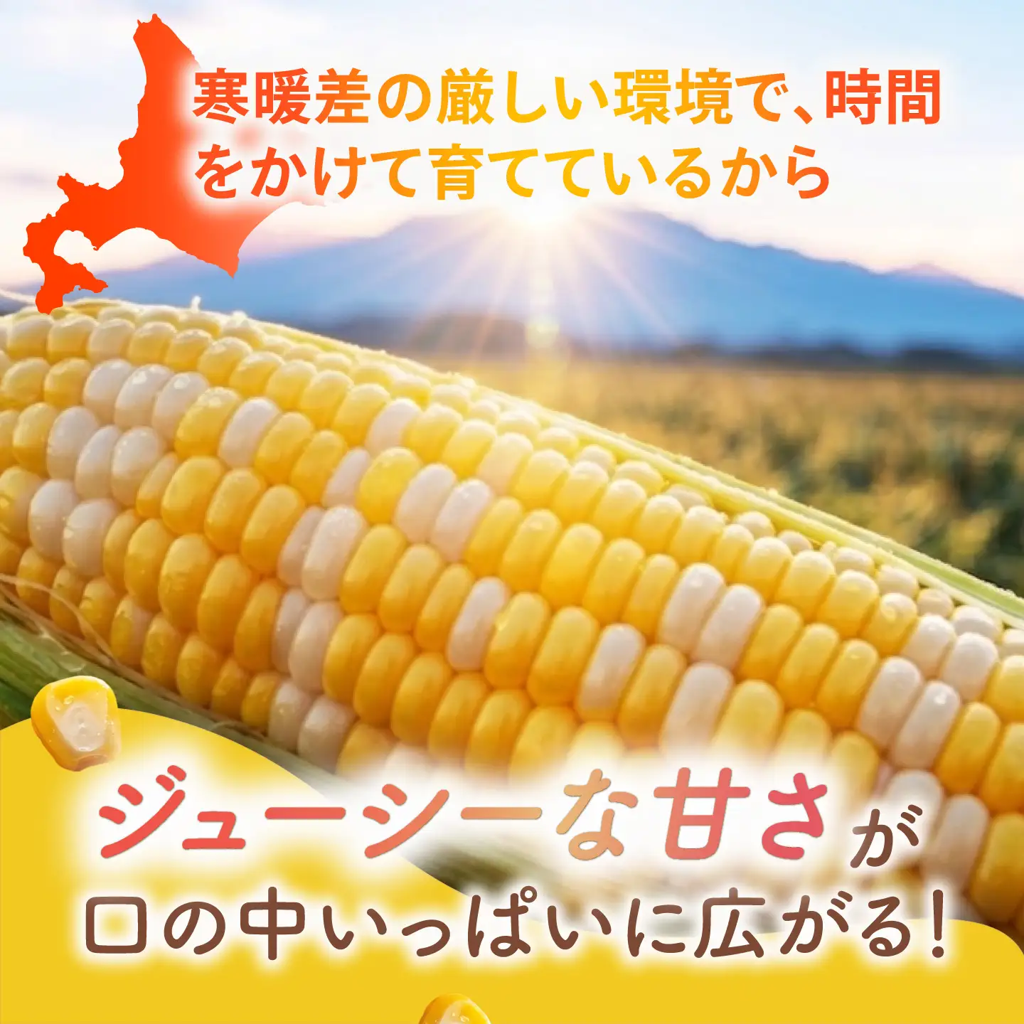 有機とうもろこし 8本～9本 とうもろこし[BNAP001]