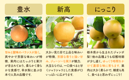 梨 定期便 5kg 計3回 矢畑むらづくり組合《8月下旬-10月中旬頃出荷》栃木県 野木町 お楽しみ フルーツ 食べ比べ 豊水梨 にっこり梨 新高梨 栃木産 果物【栃木県共通返礼品　栃木県産】【配送不可地域あり】(離島)