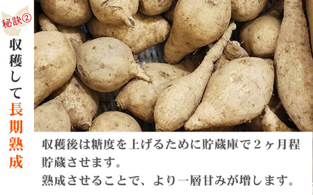 【先行予約】【数量限定】 新居大島の遺伝子を受け継ぐ幻のさつまいも 「七福芋（白いも）」 新居大島原産・本土栽培品 2kg