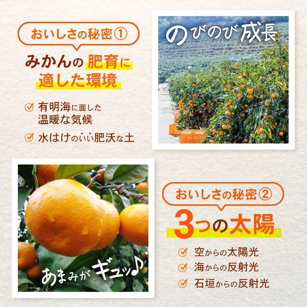 ※【2026年11月中旬より順次発送／先行予約】諫早市産 温州みかん 10kg / みかん ミカン 蜜柑 オレンジ フルーツ ふるーつ 果物 くだもの 10kg / 諫早市 / 肥前グローカル株式会社 [AHDI010]