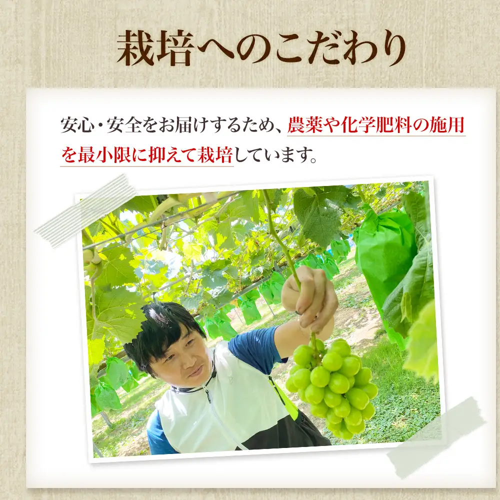 【先行予約】 シャインマスカット 2房計1.4kg～1.6kg《贈答用/熨斗なし化粧箱》