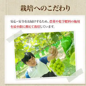 【先行予約】 [訳あり]  シャインマスカット 2房 計1kg～1.2kg