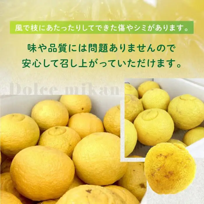 【訳あり】完熟はるか 6kg ドルチェみかん 2027年2月中旬より発送予定