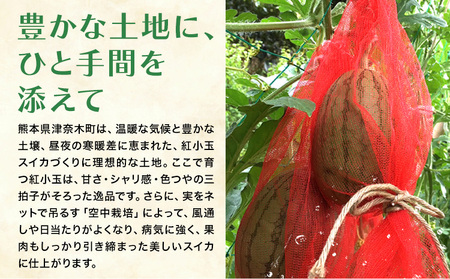 すいか 紅小玉 1玉 わらく農園《2027年7月上旬-7月下旬頃出荷》熊本県 津奈木町 青果物 すいか 西瓜 スイカ 果物 フルーツ