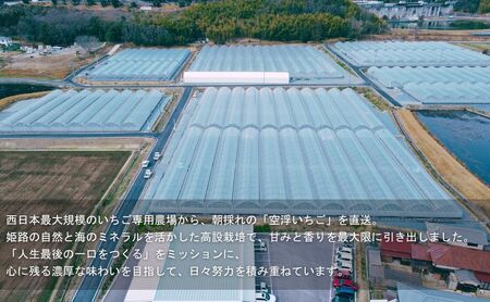 いちご 空浮いちご 4パック 姫路産 ハウス育ち いちご