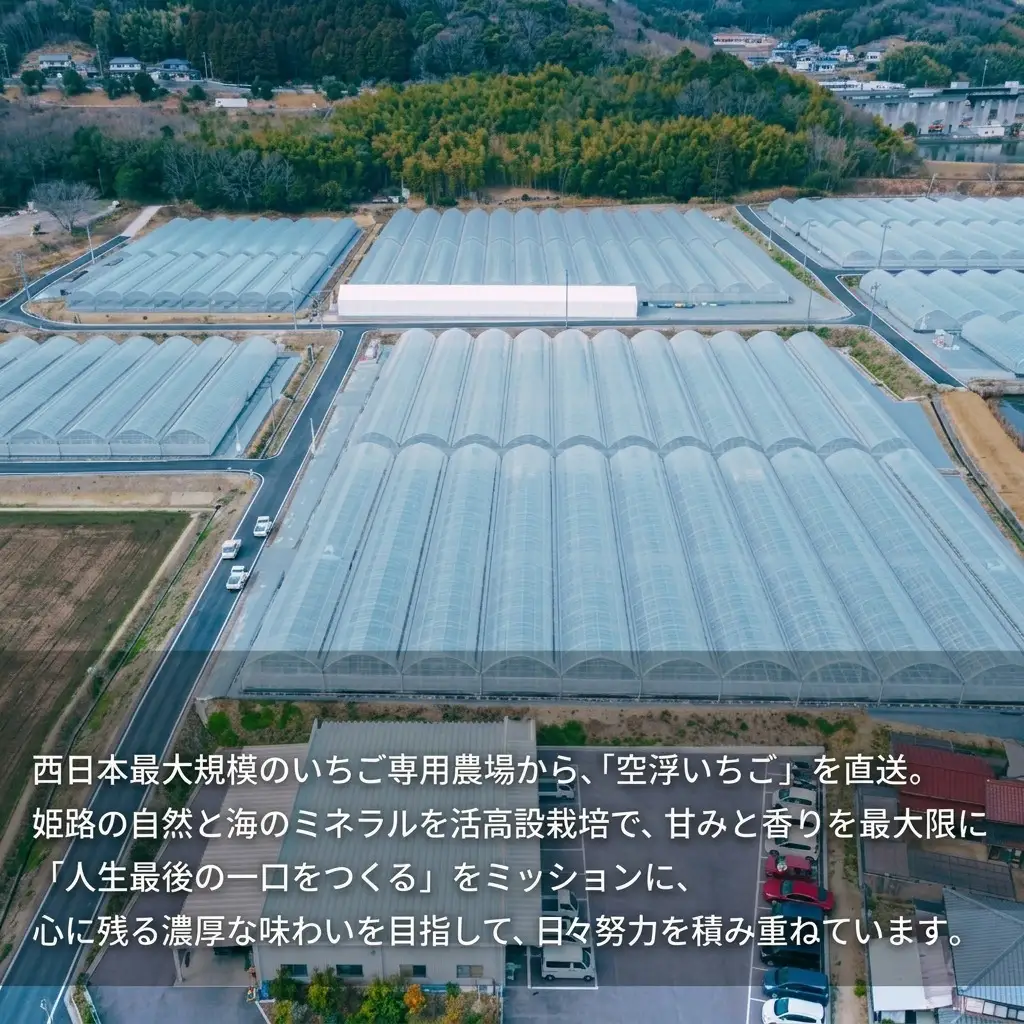 いちご 空浮いちご 8パック 姫路産 ハウス育ち いちご